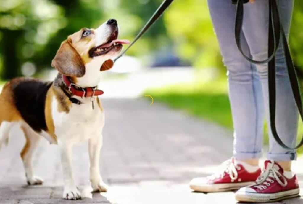 how to become a Dog Walker