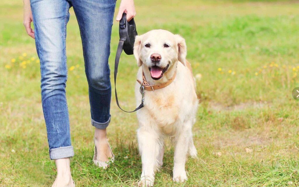 how to become a Dog Walker